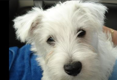 Toad, the real dog behind Galloping Toad Studios